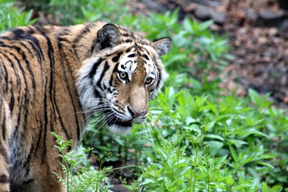 Фото: pixabay.com