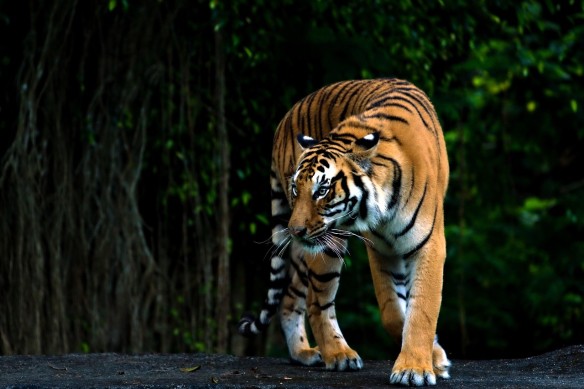 Фото: pixabay.com
