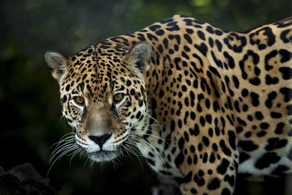 Фото: pixabay.com
