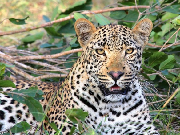Фото: pixabay.com