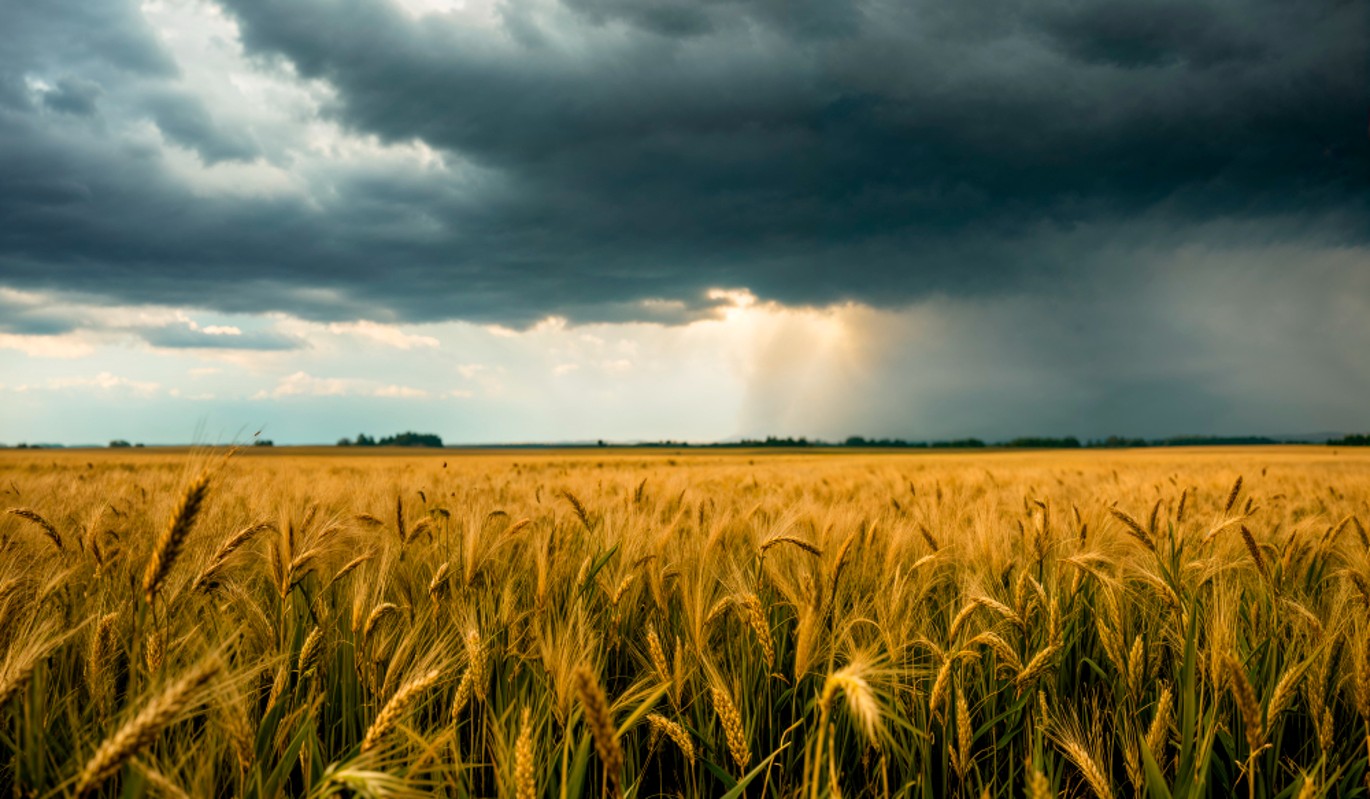 Борис и Глеб пришли – хлеб поспел: что категорически нельзя делать 6 августа, чтобы не лишиться всех денег